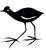 Jacana Productions logo