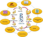 BioMed LIMS logo